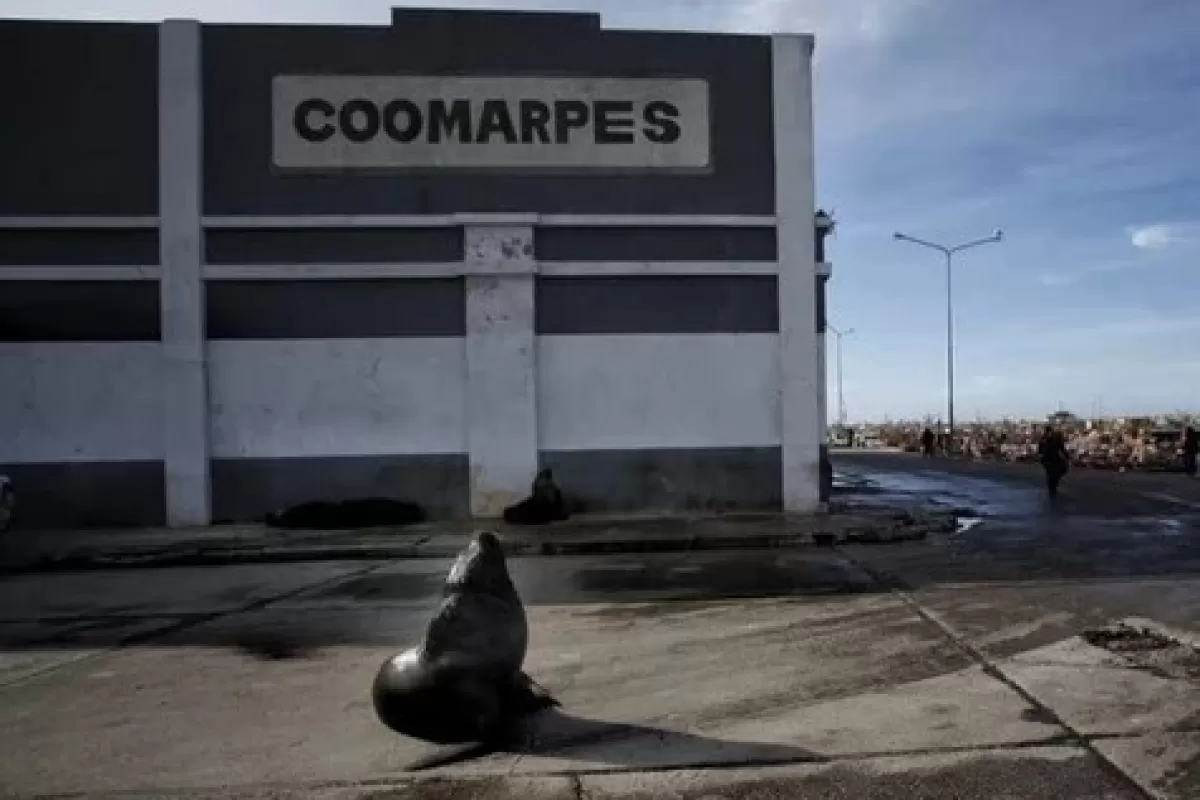 Otra pol&eacute;mica golpea al puerto de Mar del Plata tras un nuevo video de Roberto Maturana