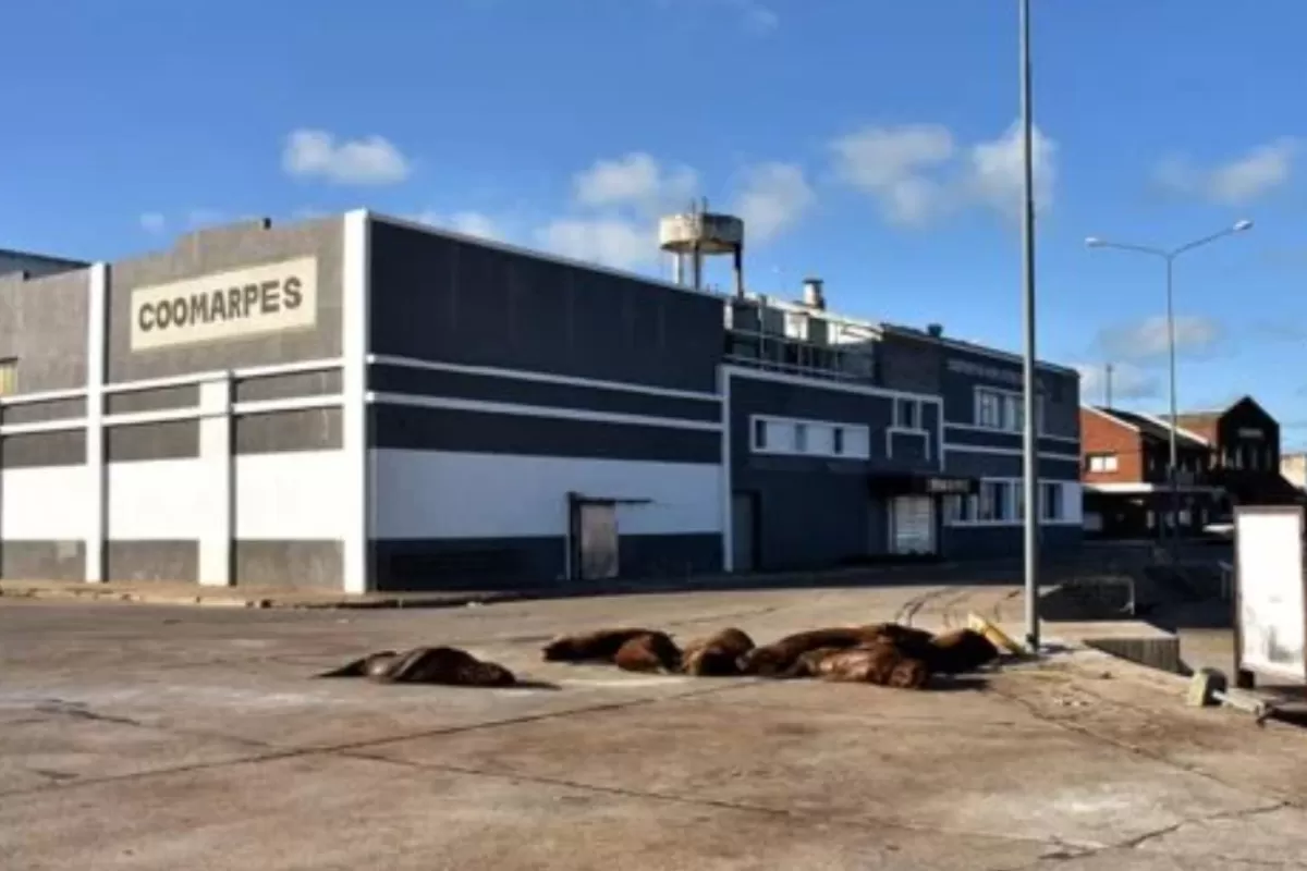 En Mar del Plata alertan que la inacci&oacute;n judicial agrava un caso de contaminaci&oacute;n portuaria con d&eacute;cadas de denuncias